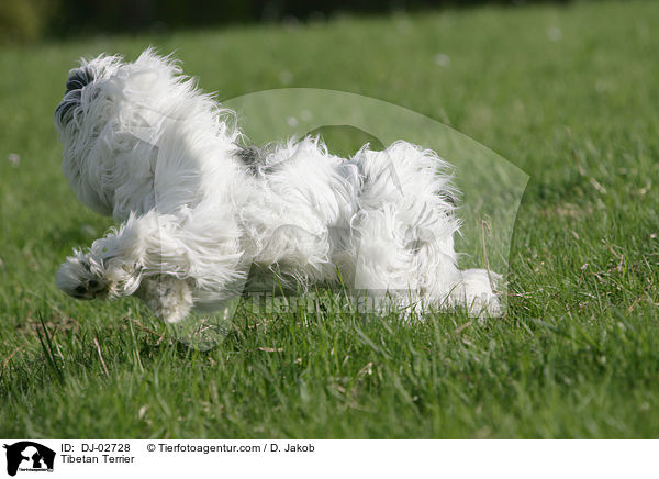 Tibet Terrier / Tibetan Terrier / DJ-02728