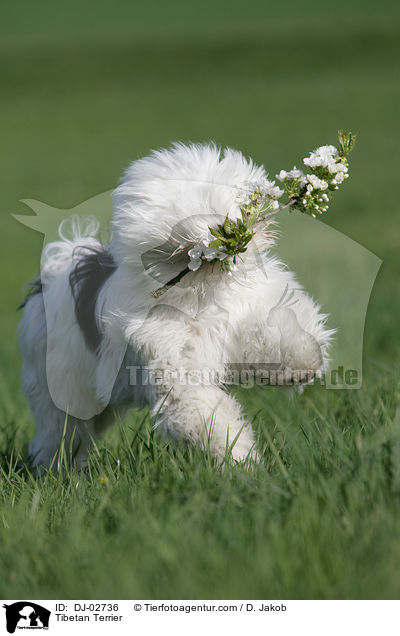 Tibet Terrier / Tibetan Terrier / DJ-02736