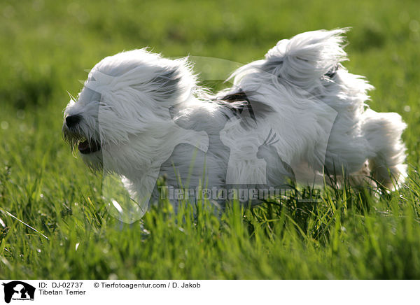 Tibet Terrier / Tibetan Terrier / DJ-02737