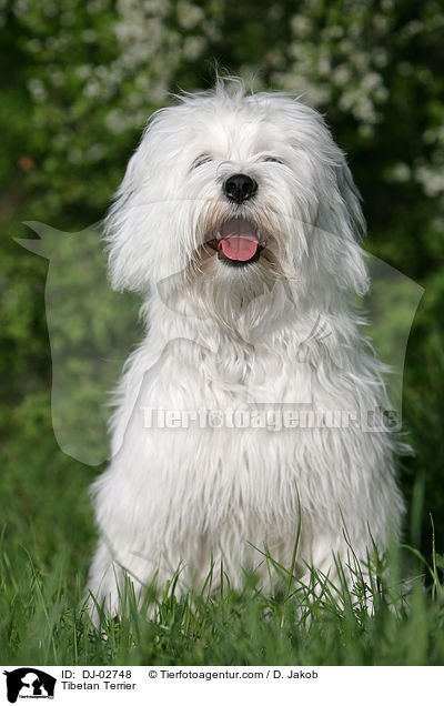 Tibet Terrier / Tibetan Terrier / DJ-02748