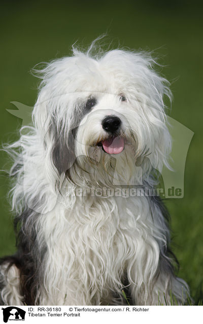 Tibet Terrier Portrait / Tibetan Terrier Portrait / RR-36180