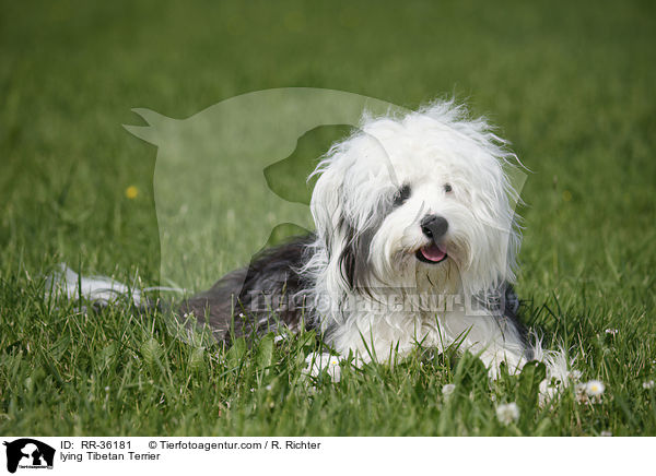 liegender Tibet Terrier / lying Tibetan Terrier / RR-36181