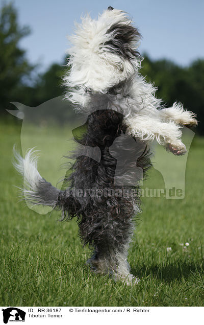 Tibet Terrier / Tibetan Terrier / RR-36187