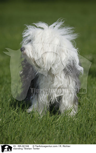 stehender Tibet Terrier / standing Tibetan Terrier / RR-36188