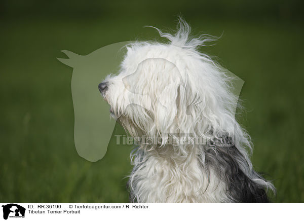 Tibet Terrier Portrait / Tibetan Terrier Portrait / RR-36190