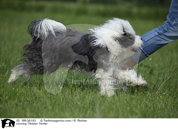 rennender Tibet Terrier / running Tibetan Terrier / RR-36193