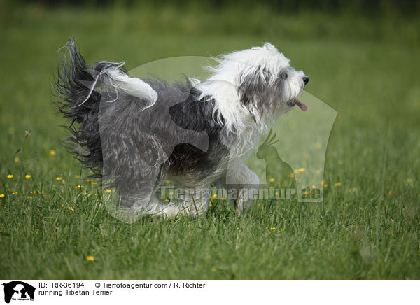 rennender Tibet Terrier / running Tibetan Terrier / RR-36194