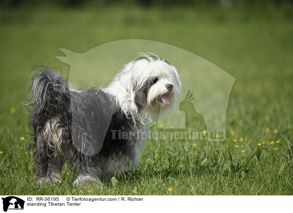 stehender Tibet Terrier / standing Tibetan Terrier / RR-36195