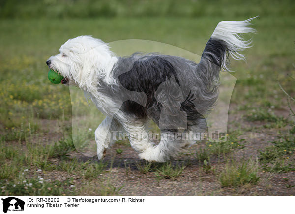 rennender Tibet Terrier / running Tibetan Terrier / RR-36202