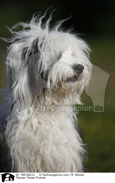 Tibet Terrier Portrait / Tibetan Terrier Portrait / RR-36212