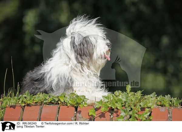 liegender Tibet Terrier / lying Tibetan Terrier / RR-36240