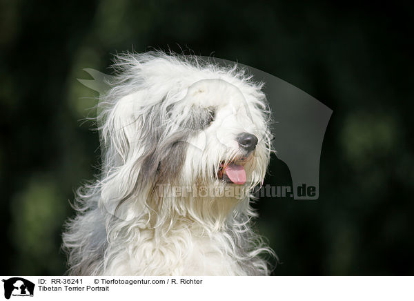 Tibet Terrier Portrait / Tibetan Terrier Portrait / RR-36241