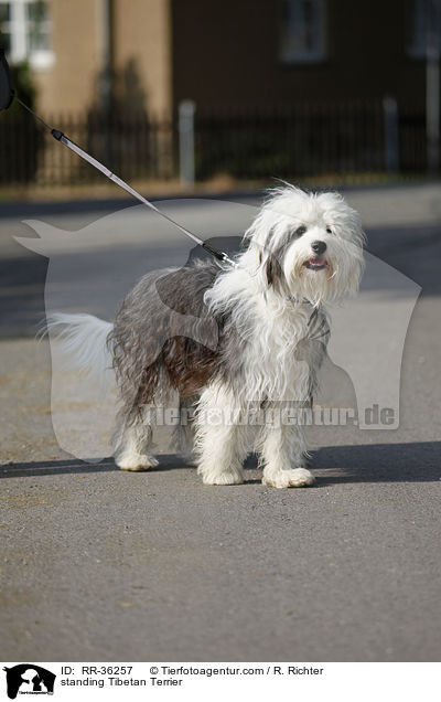 stehender Tibet Terrier / standing Tibetan Terrier / RR-36257