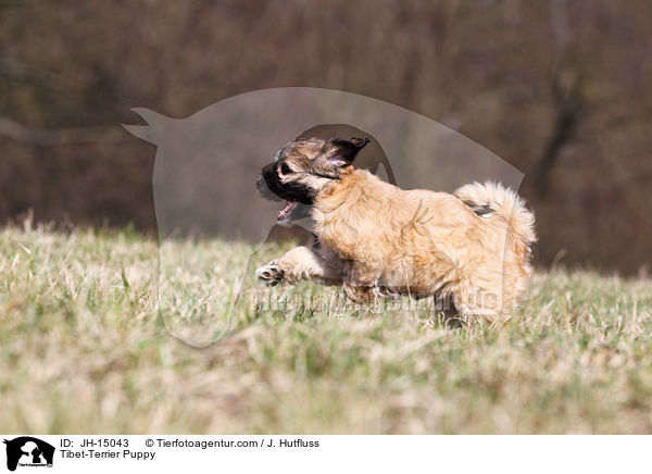 Tibet-Terrier Welpe / Tibet-Terrier Puppy / JH-15043