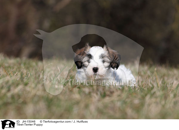 Tibet-Terrier Welpe / Tibet-Terrier Puppy / JH-15046