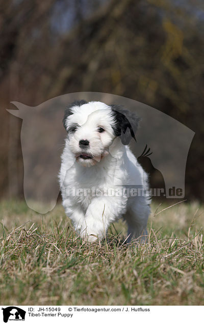 Tibet-Terrier Welpe / Tibet-Terrier Puppy / JH-15049