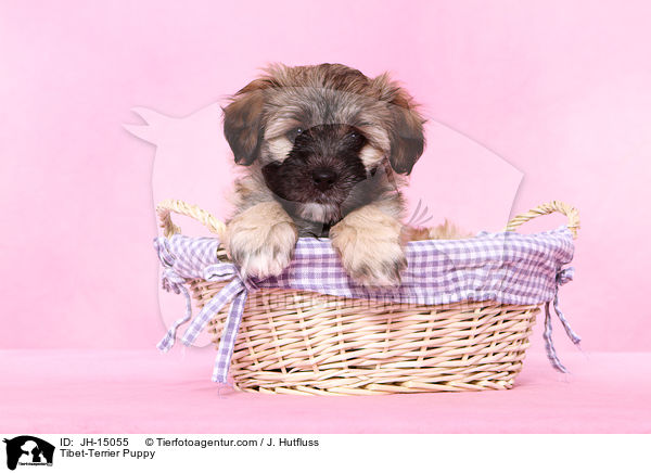 Tibet-Terrier Welpe / Tibet-Terrier Puppy / JH-15055