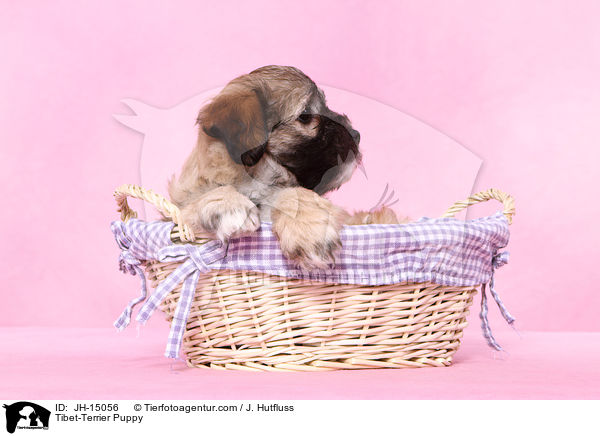 Tibet-Terrier Welpe / Tibet-Terrier Puppy / JH-15056