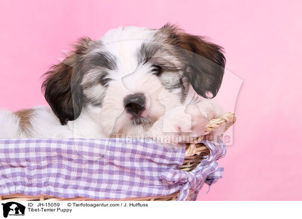 Tibet-Terrier Welpe / Tibet-Terrier Puppy / JH-15059