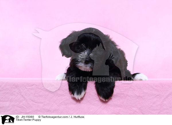 Tibet-Terrier Welpe / Tibet-Terrier Puppy / JH-15060