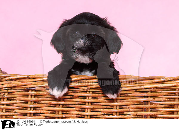 Tibet-Terrier Welpe / Tibet-Terrier Puppy / JH-15061