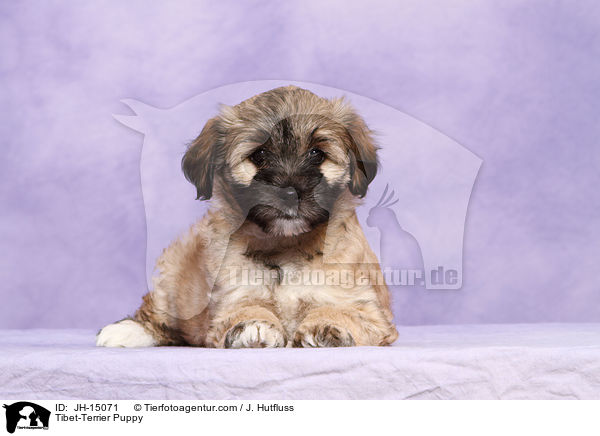 Tibet-Terrier Welpe / Tibet-Terrier Puppy / JH-15071