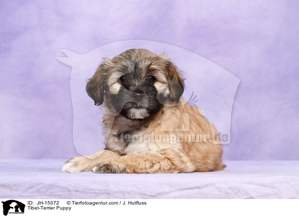 Tibet-Terrier Welpe / Tibet-Terrier Puppy / JH-15072