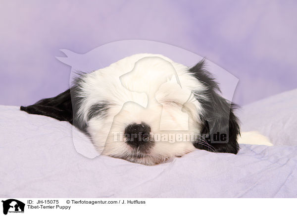 Tibet-Terrier Welpe / Tibet-Terrier Puppy / JH-15075