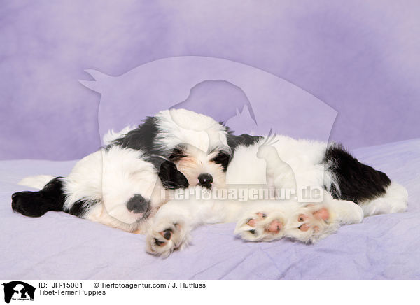 Tibet-Terrier Welpen / Tibet-Terrier Puppies / JH-15081