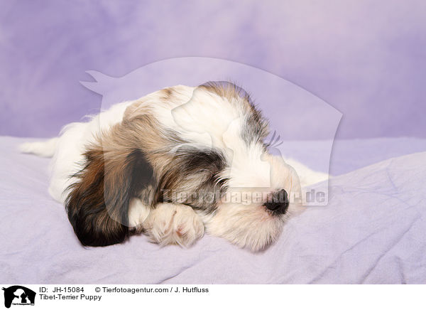Tibet-Terrier Welpe / Tibet-Terrier Puppy / JH-15084