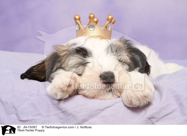 Tibet-Terrier Welpe / Tibet-Terrier Puppy / JH-15087