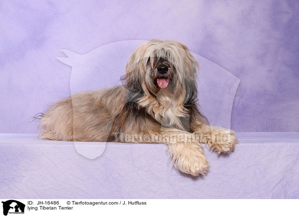 liegender Tibet-Terrier / lying Tibetan Terrier / JH-16486