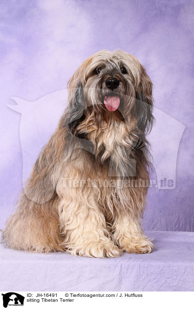 sitzender Tibet-Terrier / sitting Tibetan Terrier / JH-16491