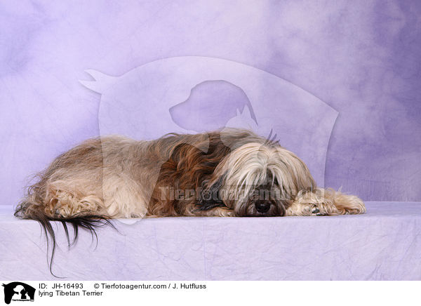 liegender Tibet-Terrier / lying Tibetan Terrier / JH-16493