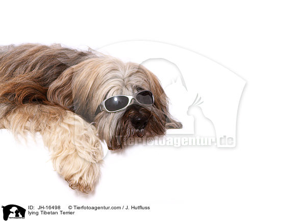 liegender Tibet-Terrier / lying Tibetan Terrier / JH-16498