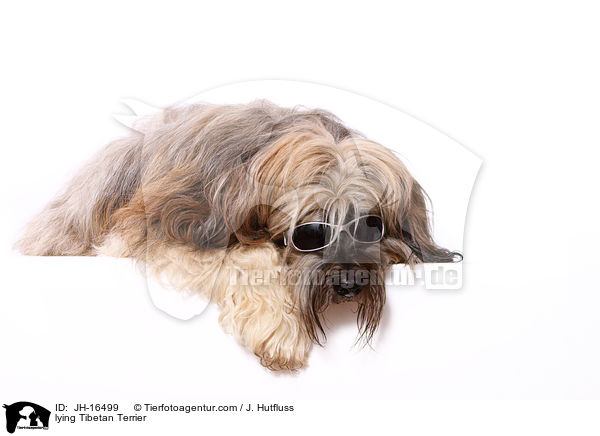 liegender Tibet-Terrier / lying Tibetan Terrier / JH-16499