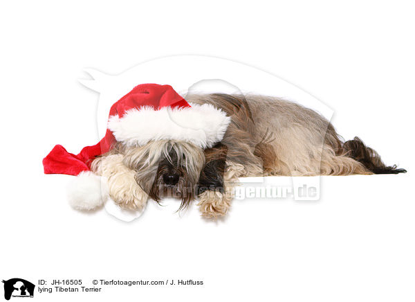 liegender Tibet-Terrier / lying Tibetan Terrier / JH-16505