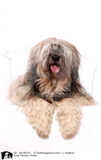 liegender Tibet-Terrier / lying Tibetan Terrier / JH-16510