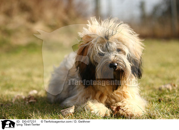 liegender Tibet-Terrier / lying Tibet-Terrier / DG-07231