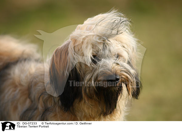 Tibet Terrier Portrait / Tibetan Terrierr Portrait / DG-07233