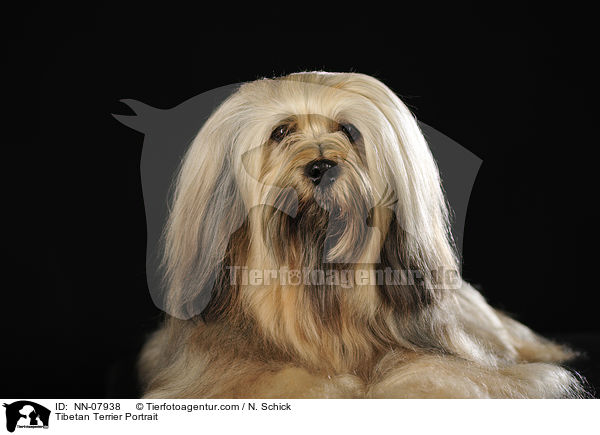 Tibet-Terrier Portrait / Tibetan Terrier Portrait / NN-07938