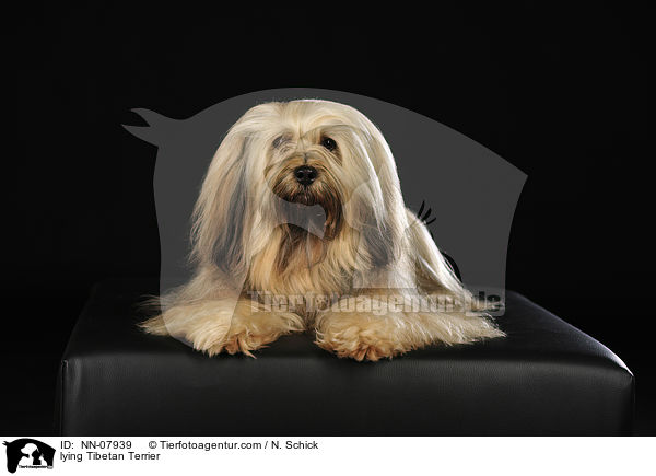 liegender Tibet-Terrier / lying Tibetan Terrier / NN-07939