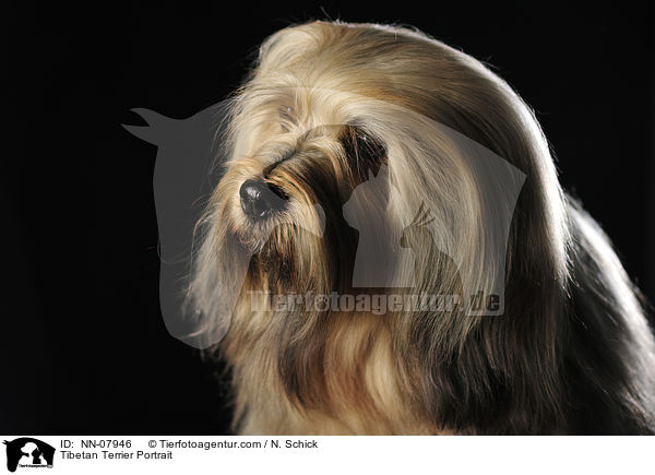 Tibetan Terrier Portrait / NN-07946