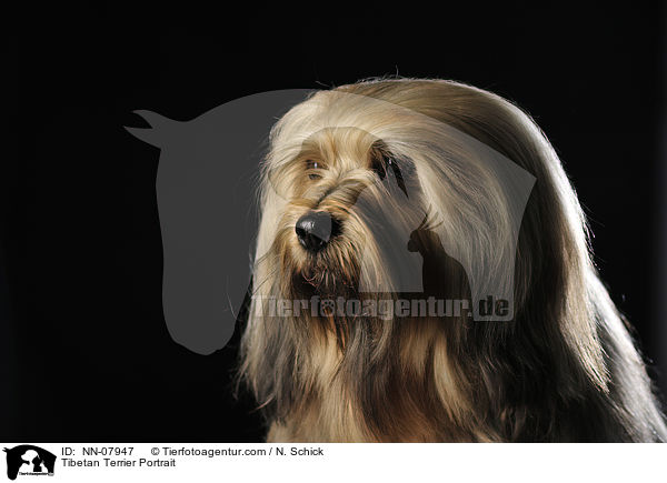Tibetan Terrier Portrait / NN-07947