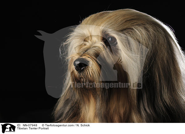 Tibetan Terrier Portrait / NN-07948