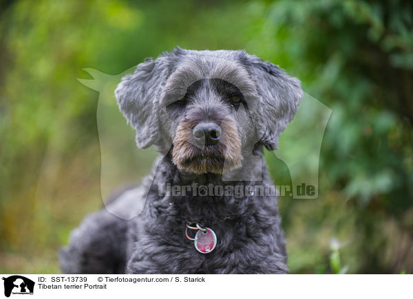Tibet-Terrier Portrait / Tibetan terrier Portrait / SST-13739