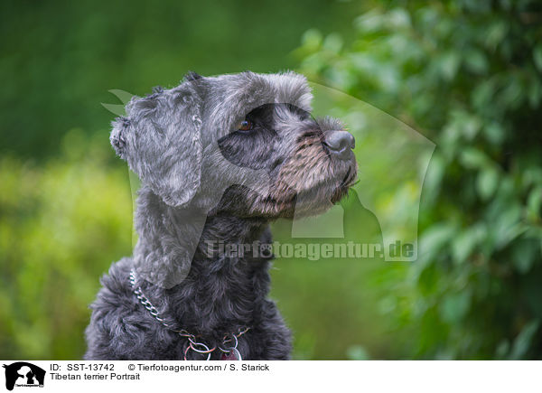 Tibet-Terrier Portrait / Tibetan terrier Portrait / SST-13742