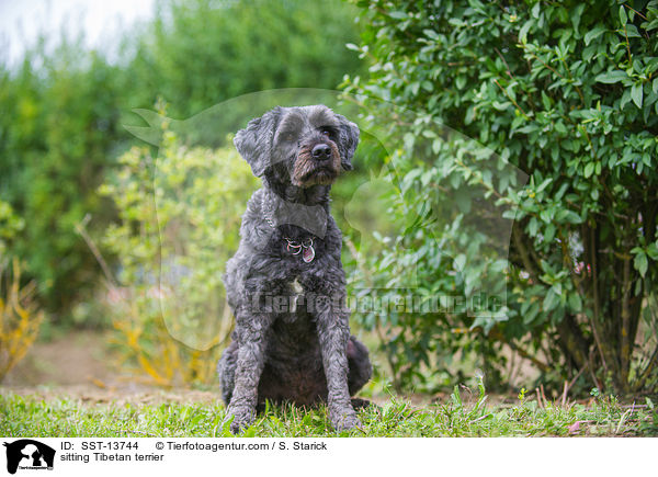 sitzender Tibet-Terrier / sitting Tibetan terrier / SST-13744