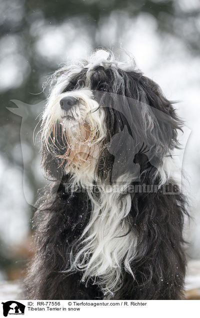 Tibet Terrier Portrait / Tibetan Terrier in snow / RR-77556