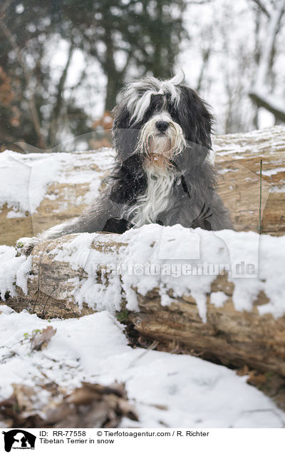 Tibet Terrier im Schnee / Tibetan Terrier in snow / RR-77558